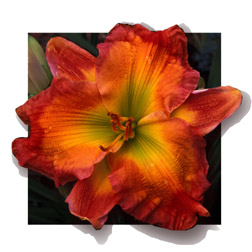 Daylily: John McIlwee (Elliott 2003)